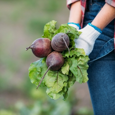 beets harvest