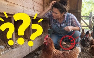 Why Did My Hens Stop Laying Eggs?