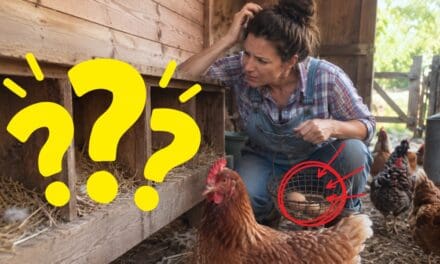 Why Did My Hens Stop Laying Eggs?