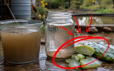 Why You Should Drop A Cactus Pad in Your Water Bucket