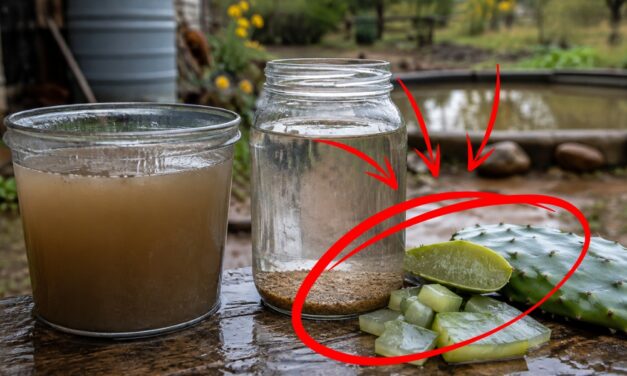 Why You Should Drop A Cactus Pad in Your Water Bucket