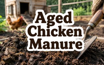 Aged Chicken Manure – What It Is, How to Make It, and How to Use It Safely