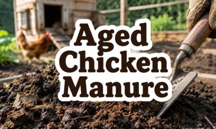 Aged Chicken Manure – What It Is, How to Make It, and How to Use It Safely