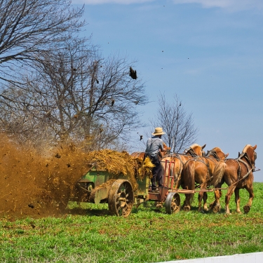 amish manure