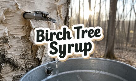 Birch Tree Syrup – The Complete Guide
