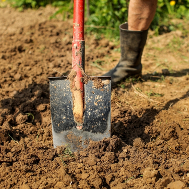 person digging in the garden