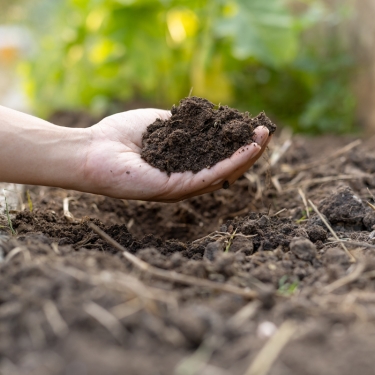 compost dirt
