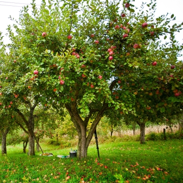 apple tree
