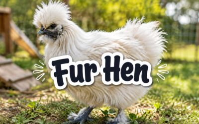 Fur Hen – The Complete Guide to Fluffy, Fur-Feathered Chickens