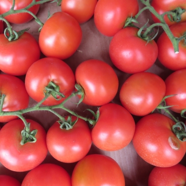 beautiful tomatos