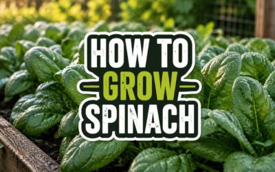 How to Grow Spinach – The Complete Guide