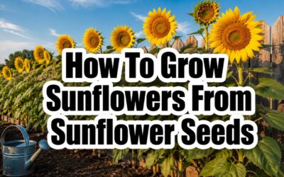 How to Grow Sunflowers from Sunflower Seeds (Complete Guide)