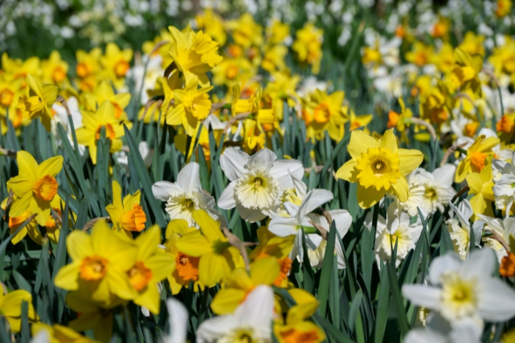 Daffodils