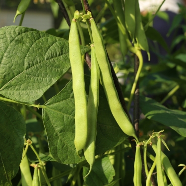 bush beans