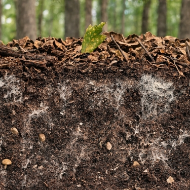 layers of soil detail
