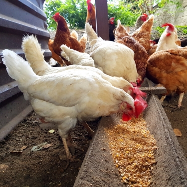 chicken feed