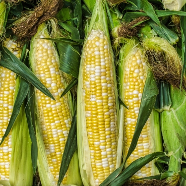 sweet corn