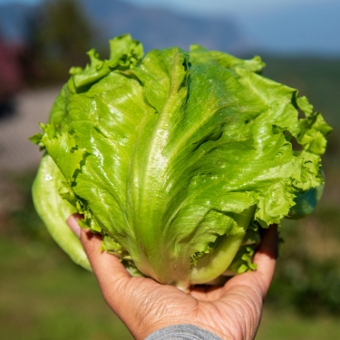 lettuce