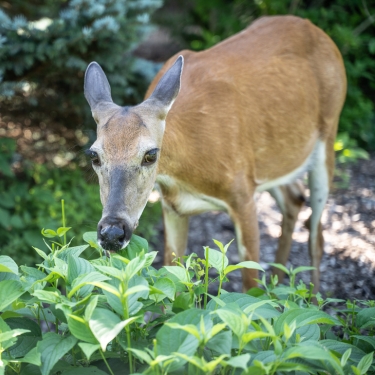 deer in the garden