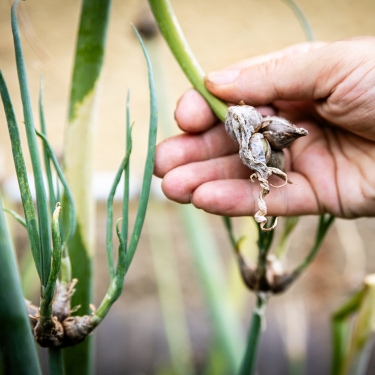 Egyptian walking onions