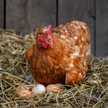 hen in nest