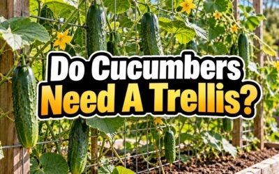 Do Cucumbers Need a Trellis? Here’s What I’ve Learned After Growing Both Ways