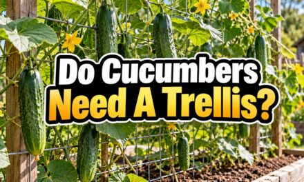Do Cucumbers Need a Trellis? Here’s What I’ve Learned After Growing Both Ways
