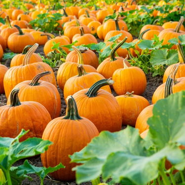 Pumpkins