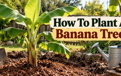How to Plant a Banana Tree: What I Learned Growing My Own