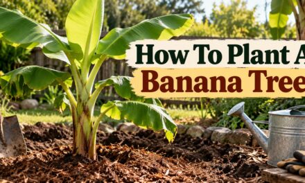 How to Plant a Banana Tree: What I Learned Growing My Own