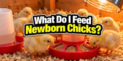 what do i feed newborn chicks