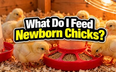What Do I Feed Newborn Chicks? Everything I Wish I’d Known