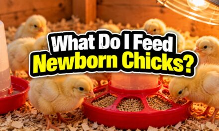 What Do I Feed Newborn Chicks? Everything I Wish I’d Known