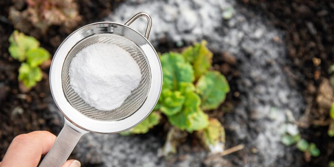 7 Garden Problems Baking Soda Solves Instantly