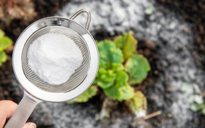 7 Garden Problems Baking Soda Solves Instantly