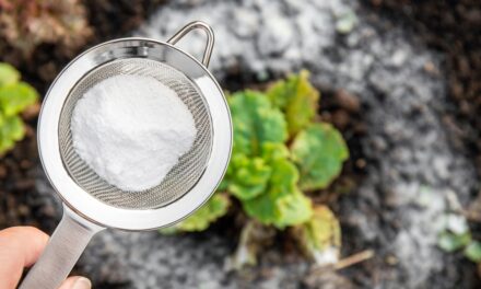 7 Garden Problems Baking Soda Solves Instantly