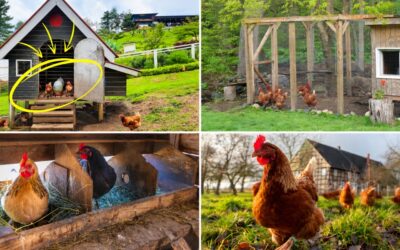 How to Build a 3-Day Autonomous Chicken Coop