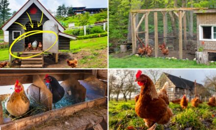 How to Build a 3-Day Autonomous Chicken Coop