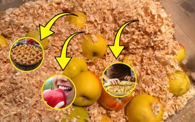 Why You Should Pack Your Apples in Sawdust
