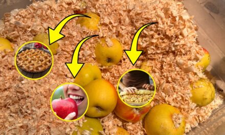 Why You Should Pack Your Apples in Sawdust