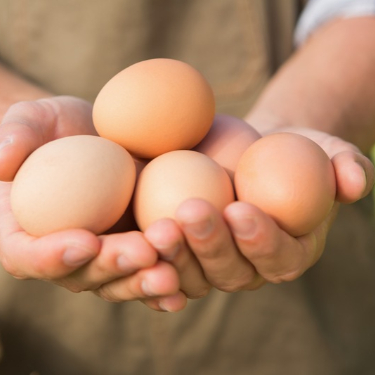 hands holding eggs