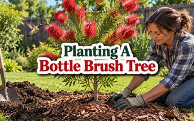 Planting a Bottle Brush Tree: How I Get Mine in the Ground and Blooming