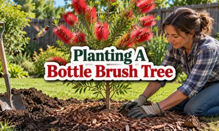 Planting a Bottle Brush Tree: How I Get Mine in the Ground and Blooming