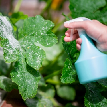powdery mildew