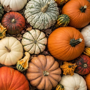 pumpkins varieties and colors