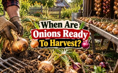 When Are Onions Ready to Harvest? How to Read the Signs and Save Your Crop