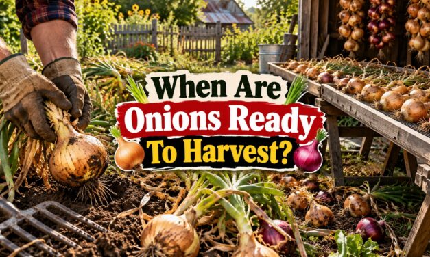 When Are Onions Ready to Harvest? How to Read the Signs and Save Your Crop
